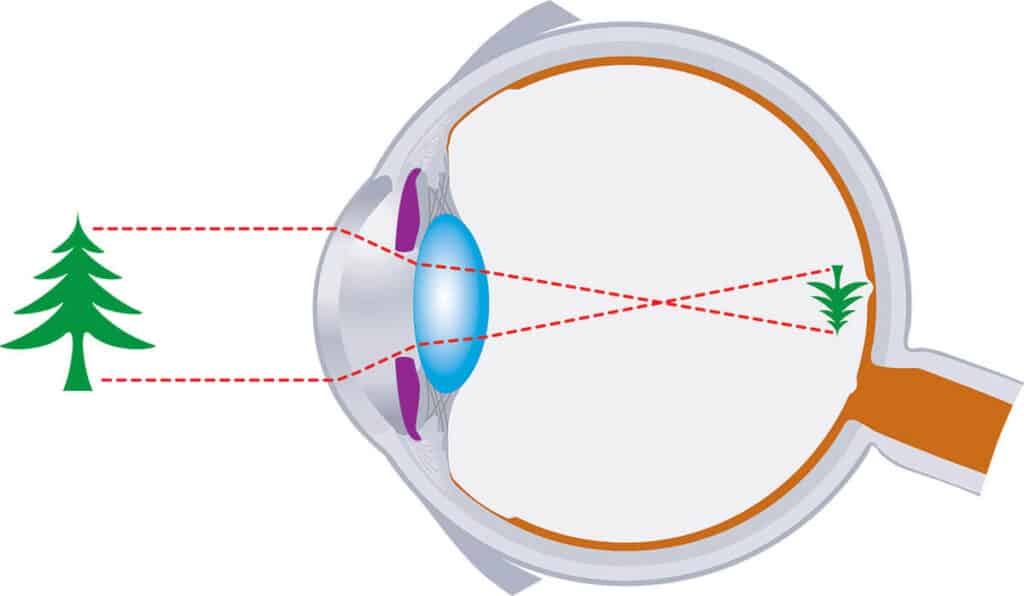 Visual Processing Diagram